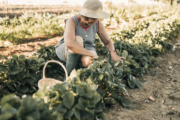 Female farm worker harvesting fruit while crouching at strawberry field - GRCF00832