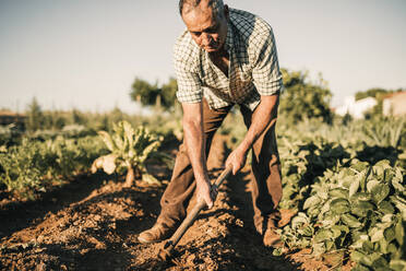 Senior farmer using shovel while working in farm - GRCF00835