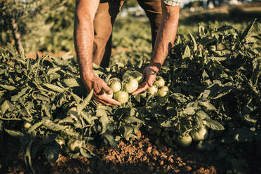 Männlicher Landarbeiter bei der Tomatenernte auf einer Gemüsefarm - GRCF00836