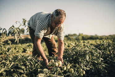 Männlicher Landarbeiter bei der Tomatenernte auf einem Bauernhof an einem sonnigen Tag - GRCF00837