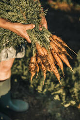 Weibliche Landarbeiterin hält ein Bündel Karotten auf einem Gemüsefeld - GRCF00846