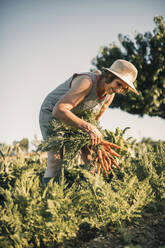 Senior female farm worker harvesting carrots at agricultural field on sunny day - GRCF00849