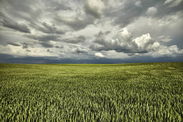Gewitterwolken über einem großen grünen Weizenfeld - NOF00356