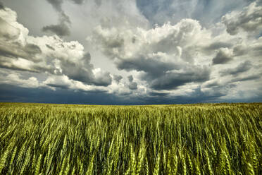 Gewitterwolken über einem großen grünen Weizenfeld - NOF00357