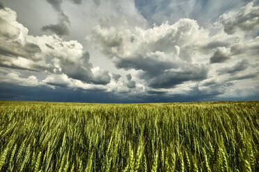 Storm clouds over vast green wheat field - NOF00357