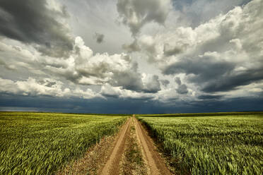 Gewitterwolken über einer unbefestigten Straße, die durch ein großes grünes Weizenfeld führt - NOF00358