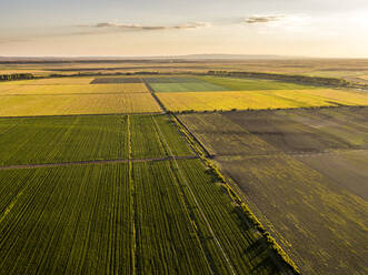 Luftaufnahme von ausgedehnten landwirtschaftlichen Feldern im Sommer bei Sonnenuntergang - NOF00361