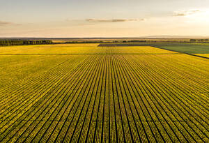 Luftaufnahme eines großen Maisfeldes bei Sonnenuntergang - NOF00363