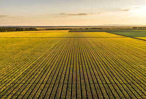 Aerial view of vast corn field at sunset - NOF00363