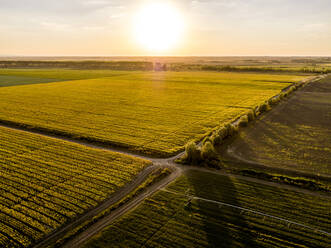 Luftaufnahme von ausgedehnten landwirtschaftlichen Feldern im Sommer bei Sonnenuntergang - NOF00364