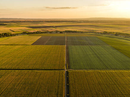 Luftaufnahme von ausgedehnten landwirtschaftlichen Feldern im Sommer bei Sonnenuntergang - NOF00366