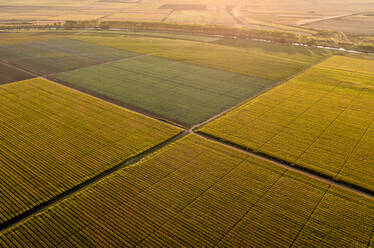 Luftaufnahme von ausgedehnten landwirtschaftlichen Feldern in der Abenddämmerung - NOF00367