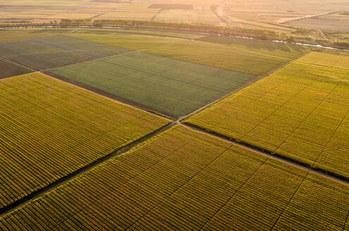 Aerial view of vast agricultural farm fields at summer dusk - NOF00367