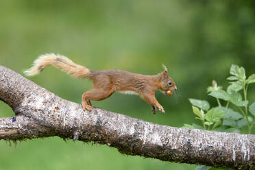 Rotes Eichhörnchen (Sciurus vulgaris), das mit einer Nuss im Maul auf einen Ast springt - MJOF01872