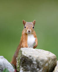 Porträt eines roten Eichhörnchens (Sciurus vulgaris), das sich auf Steine stützt - MJOF01876