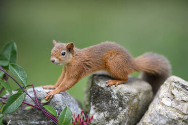 Porträt eines roten Eichhörnchens (Sciurus vulgaris), das auf Steinen herumkriecht - MJOF01877