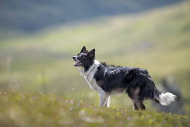 Border Collie standing in meadow - MJOF01880