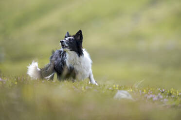 Border Collie spielt auf der Wiese - MJOF01881