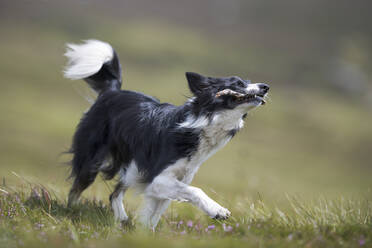 Border Collie spielt mit Stock auf einer Wiese - MJOF01884