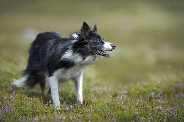 Border Collie auf einer Wiese stehend - MJOF01885