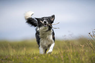 Border Collie spielt mit Stock auf einer Wiese - MJOF01886