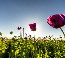Opium poppies (Papaver somniferum) blooming in springtime meadow - NOF00370