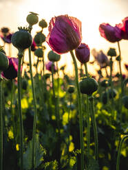 Schlafmohn (Papaver somniferum) blüht auf einer Frühlingswiese - NOF00372