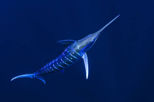 Bahamas, Blauer Marlin schwimmend bei Cat Island - ISF24864