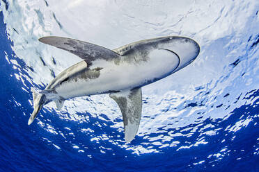 Bahamas, Oceanic whitetip shark swimming near Cat Island - ISF24866