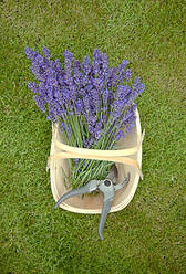 Gartenschere in einem Korb mit Lavendel im Gras - AJOF01599