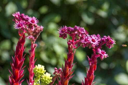 Leuchtend rot blühende Hauswurz (Sempervivum) - NDF01334