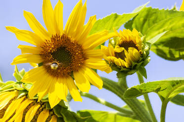 Hummel fliegt auf blühende Sonnenblume zu - NDF01335