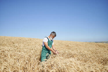 Männlicher Landwirt beim Analysieren von Weizen auf einem Feld an einem sonnigen Tag - KIJF04105