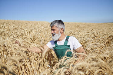 Fröhlicher männlicher Landarbeiter beim Analysieren von Weizen auf einem Feld an einem sonnigen Tag - KIJF04108