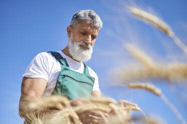 White bearded male farm worker analyzing wheat on sunny day - KIJF04110
