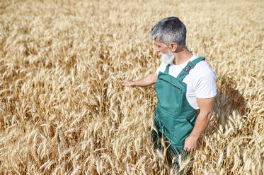 Bärtiger Bauer berührt Weizenpflanzen auf einem Feld an einem sonnigen Tag - KIJF04123