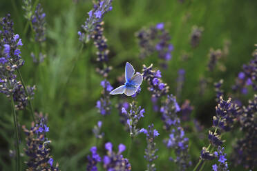 Blauer Schmetterling auf blühendem Lavendel sitzend - JTF01894