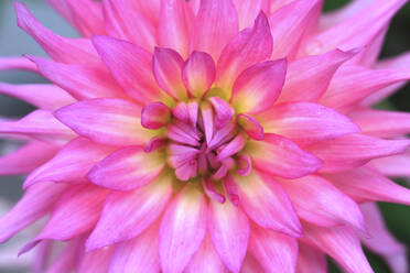 Kopf einer leuchtend rosa blühenden Dahlie - JTF01896