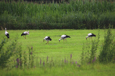 Weißstörche (Ciconia ciconia) bei der Jagd im grünen Gras - JTF01901