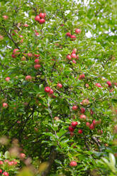 Apple tree in spring growing in orchard - JTF01902