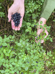 Hands of woman harvesting blueberries - GWF07164