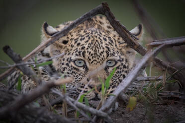 Ein Leopard liegt mit angelegten Ohren auf dem Boden - MINF16321