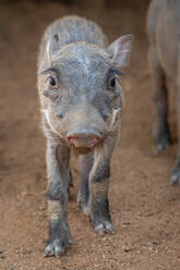 Ein Warzenschwein-Ferkel, Phacochoerus africanus - MINF16324