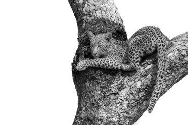 Ein Leopardenjunges, Panthera pardus, liegt in der Gabelung eines Baumes - MINF16327