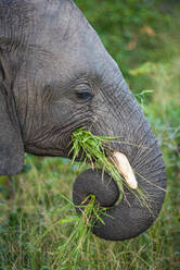 Das Seitenprofil eines Elefanten, Loxodonta africana, mit aufgerolltem Rüssel beim Grasfressen - MINF16329