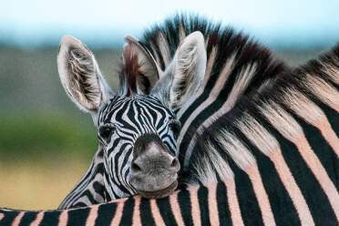 Ein Zebrafohlen, Equus quagga, stützt seinen Kopf auf den Rücken eines anderen Zebras - MINF16331