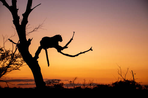 Silhouette eines Leoparden, Panthera pardus, in einem Baum, Sonnenuntergang - MINF16333