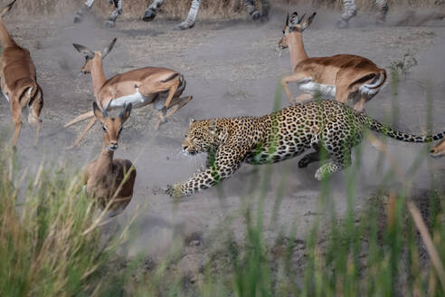 Ein Leopard, Panthera pardus, jagt ein Impala, Aepyceros melampus - MINF16337