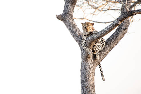 Ein Leopard, Panthera pardus, liegt in einem Baum, weißer Hintergrund - MINF16340
