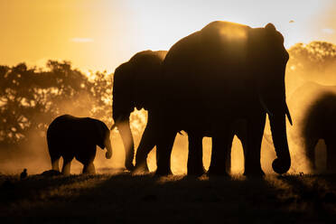 A silhouette of Herd of elephant, Loxodonta Africana, sunset background - MINF16341